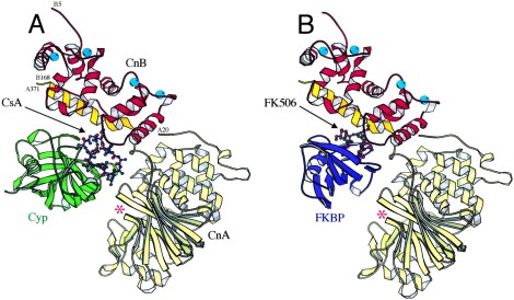 Jin L., Harrison S.C. Crystal structure of human calcineurin complexed with cyclosporin A and human cyclophilin. PNAS. 2002. 99 : (21) 13522-13526